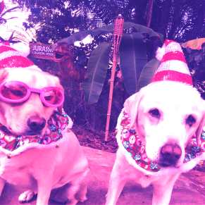 the legacy of kiera lee - yellow labrador retriever