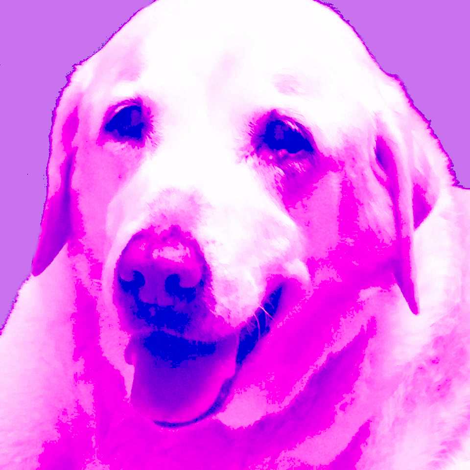Beautiful, Old Yellow Lab - Kiera-Lee